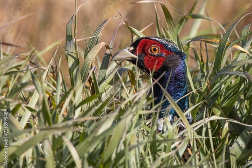 Solitary Chinese Ring-necked Pheasant bird perched in a tall grass field