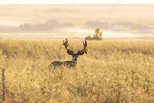 Male mule deer grazing in a meadow surrounded by tall trees, its antlers peeking from the grass