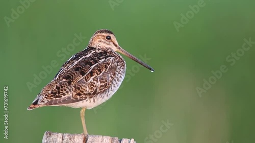 Common snipe (Gallinago gallinago) bird resting outdoors on the blurred background photo