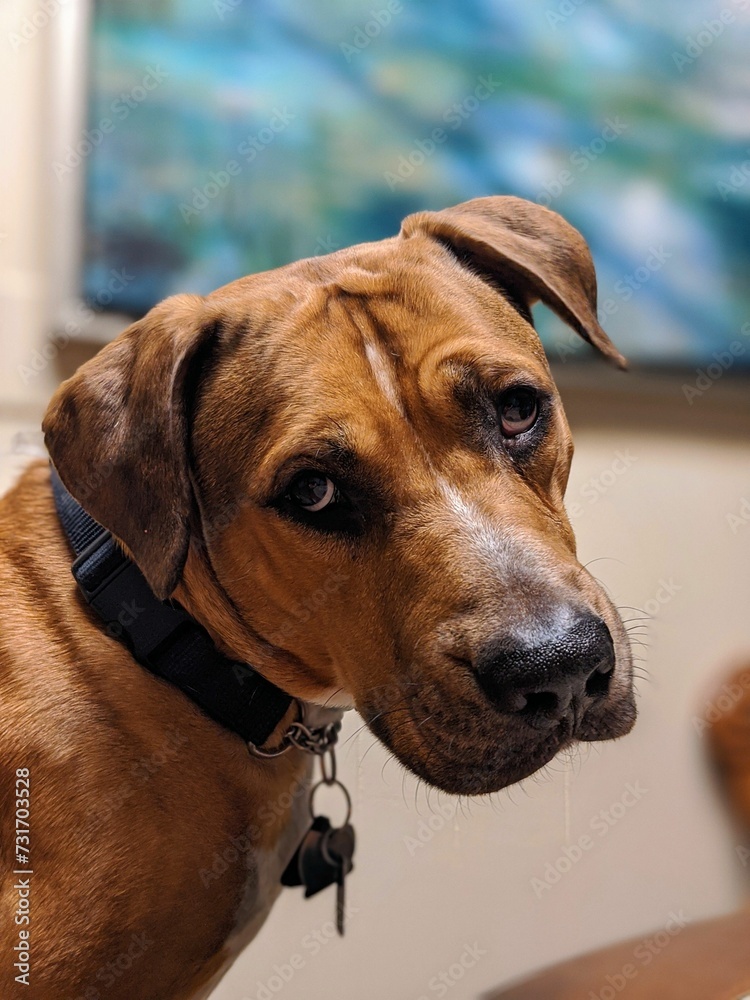 Adorable Rhodesian Ridgeback stands in front of a cozy sofa, gazing at the camera Adorable Rhodesian Ridgeback stands in front of a cozy sofa, gazing at the camera