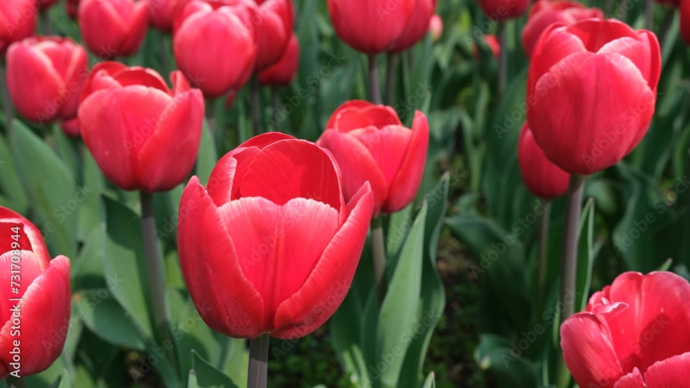 Closeup of red tulips blooming in a vibrant field