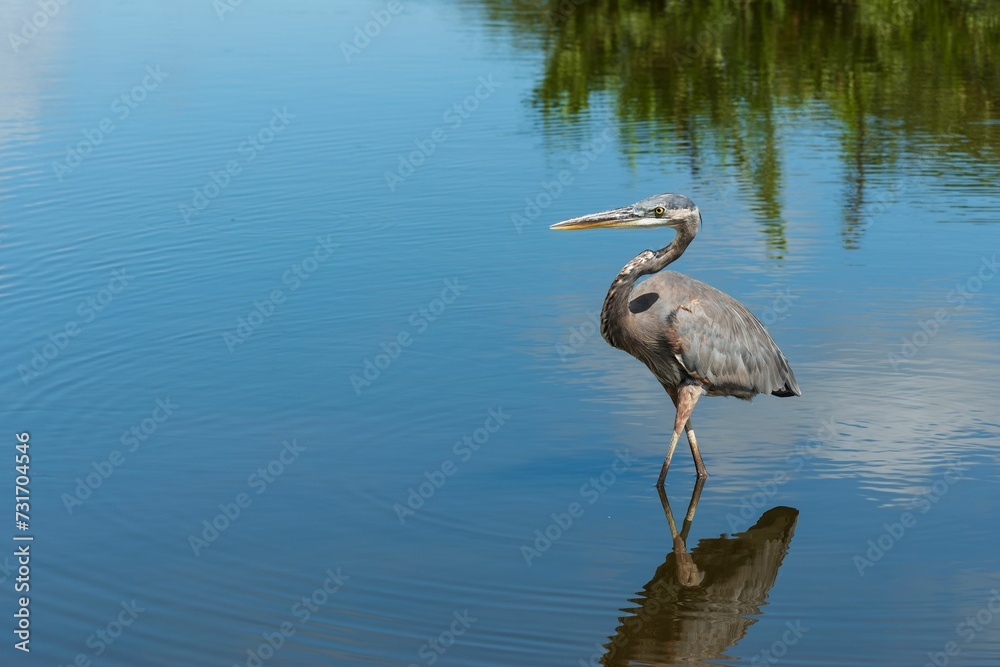 Obraz premium Great blue heron standing in the shallow water.