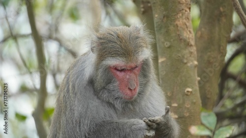 a very cute monkey with a red face sitting in the woods © Wirestock