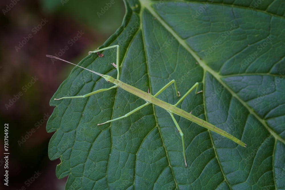 a green insect sitting on top of a leaf near a plant a green insect sitting on top of a leaf near a plant