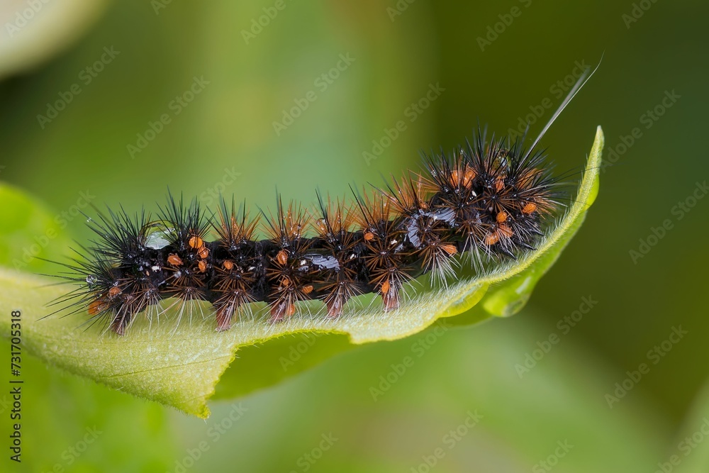 Macro shot of a small caterpillar perched on a leaf Macro shot of a small caterpillar perched on a leaf
