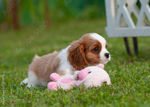 cute little Cavallier King Charles Spaniel puppy