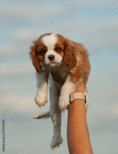 cute little Cavallier King Charles Spaniel puppy in hand