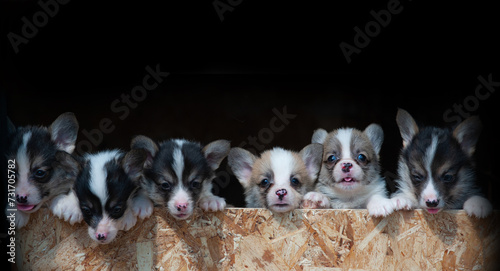 Cute corgi puppies in a row