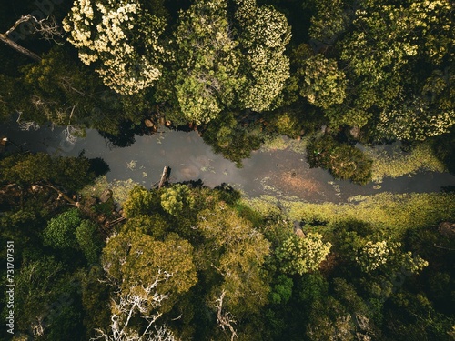 overhead view of trees and river running through a forest area