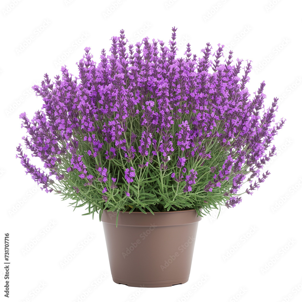lavender flowers in a vase isolated on transparent background
lavender flowers in a vase isolated on transparent background