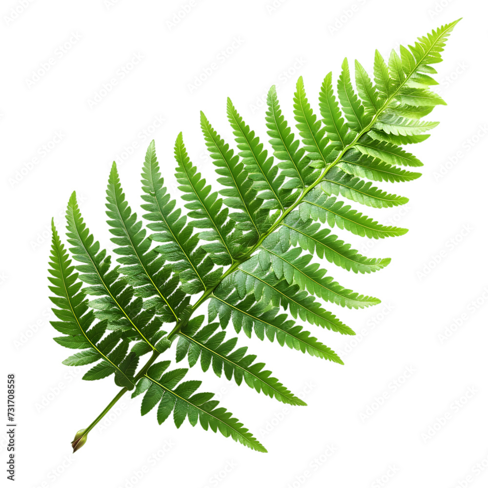 Fern isolated on transparent background