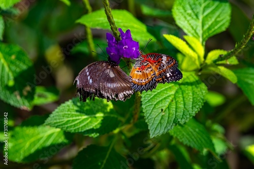 Eggflies and Cethosia biblis butterflies sit atop a vibrant set of purple flowers photo