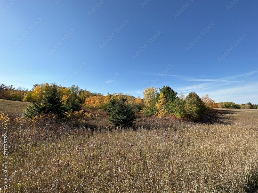 Picturesque scene of a grassy meadow, with tall grass and weeds scattered throughout Picturesque scene of a grassy meadow, with tall grass and weeds scattered throughout