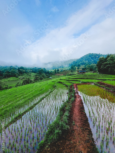 Fototapeta Naklejka Na Ścianę i Meble -  Terraced rice fields with water reflection on the ground in the early morning. Have fog over in the air in the north of Thailand