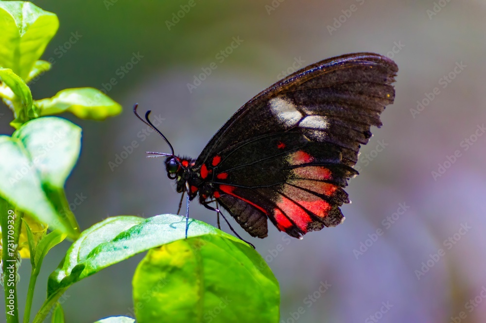 Vibrant butterfly with bright red wings perched atop lush green foliage Vibrant butterfly with bright red wings perched atop lush green foliage