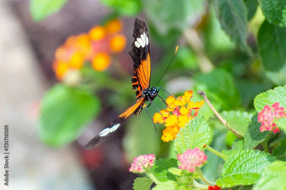 Closeup of a butterfly on a flower, delicately sipping nectar from its petals Closeup of a butterfly on a flower, delicately sipping nectar from its petals