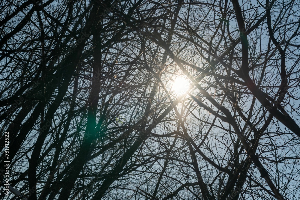 Sunny day with sunlight beaming through the trees Sunny day with sunlight beaming through the trees