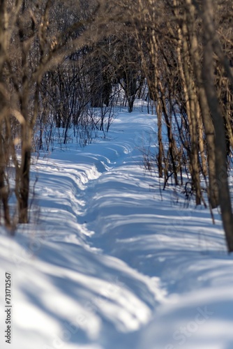 View of an outdoor winter landscape, featuring the tracks in the snow by some trees and bushes