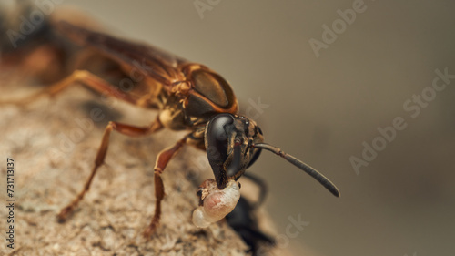 a wasp with a larva in its jaw © DiazAragon