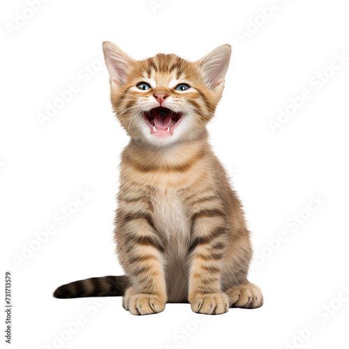  Happy and Cute Cat Laughing © Tony A