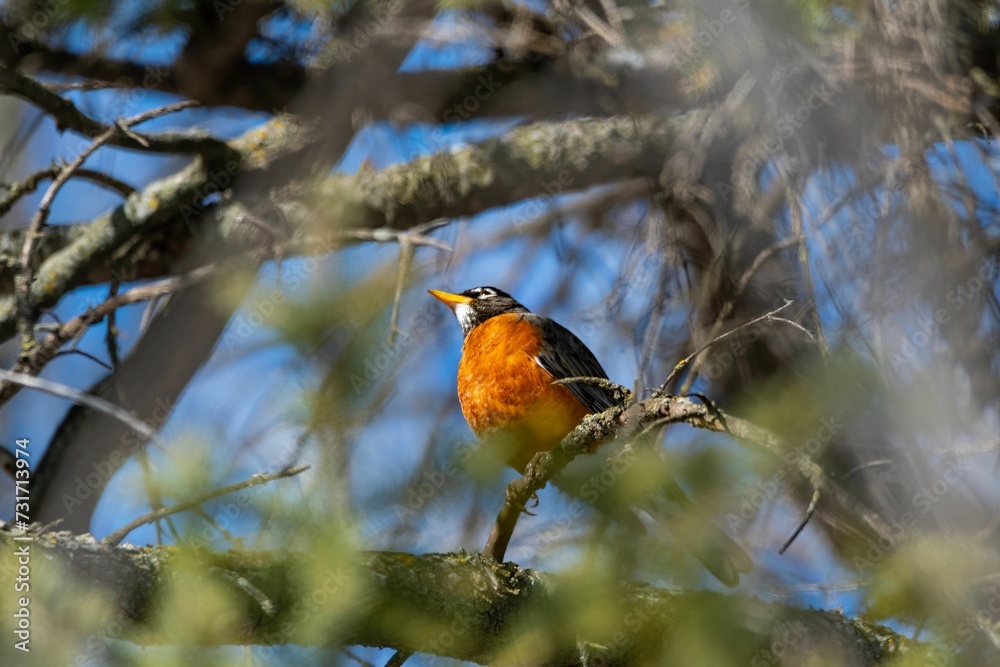 Orange-hued robin perched on a branch of an evergreen tree in a lush forest Orange-hued robin perched on a branch of an evergreen tree in a lush forest
