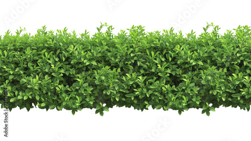 green trimmed bush hedge fencing   isolated on transparent background