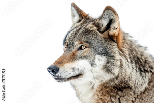 Wolf s Haunting Howl on Transparent Background  PNG  Generative  Ai