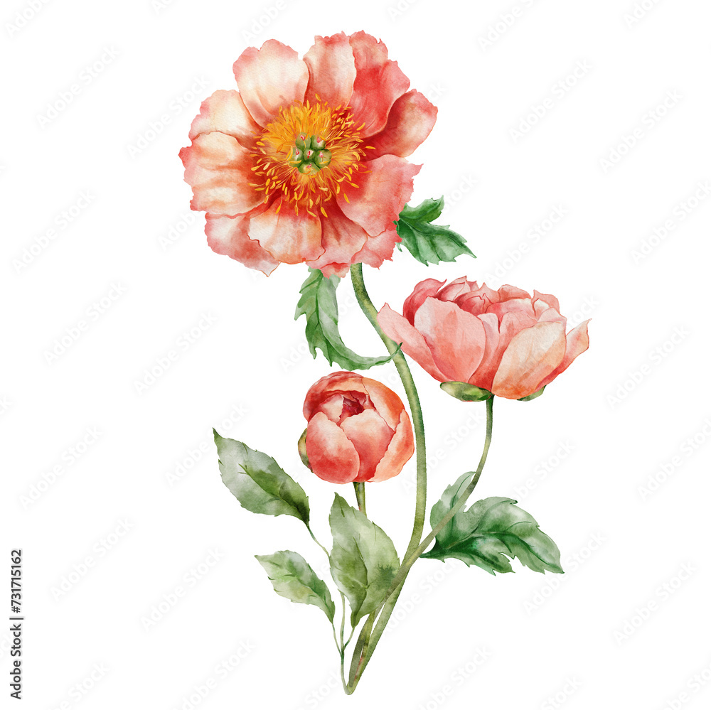 Watercolor abstract flower bouquet of peonies, leaves and buds. Hand painted floral card of wildflowers isolated on white background. Holiday Illustration for design, print, fabric or background.