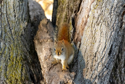 Adorable shot of a fluffy gray-brown squirrel perched on a branch of a tree © Wirestock
