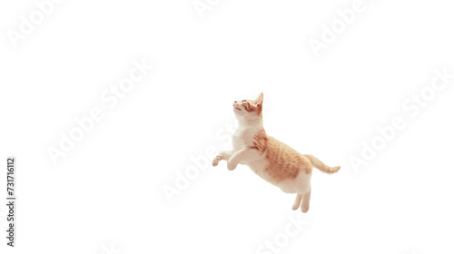 Jumping ginger cat with copy space isolated on a white background.