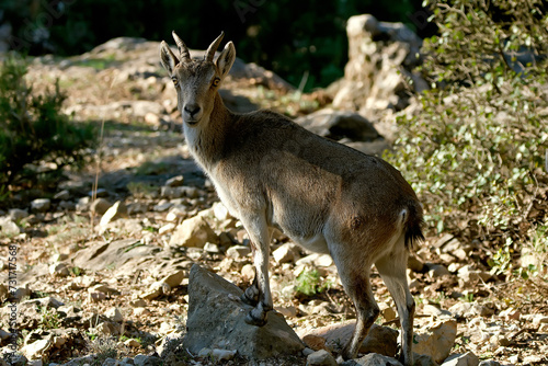 Fototapeta Naklejka Na Ścianę i Meble -  Hembra de cabra hispánica pyreanica, en el Parque natural de Cazorla, Segura y Las Villas.