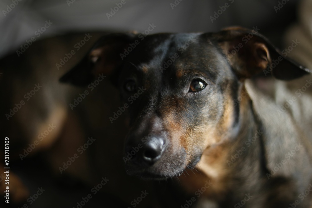 Adorable Dachshund dog lying on its side, looking up at the camera with its big, round eyes Adorable Dachshund dog lying on its side, looking up at the camera with its big, round eyes