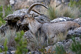 Gran ejemplar de cabra hispánica pyrenaica, en el Parque natural de Cazorla, Segura y Las Villas.