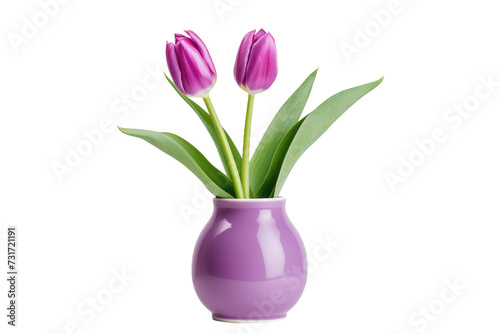 The Beauty of a Purple Tulip Isolated On Transparent Background