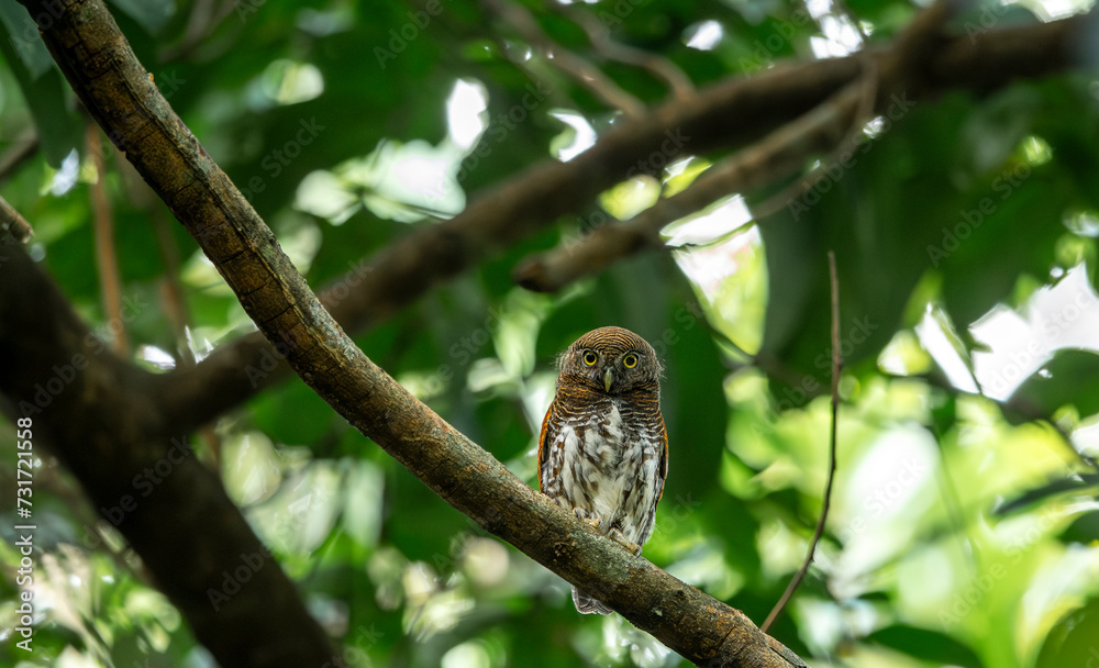 Chestnut-backed Owlet (Glaucidium castanotum) Chestnut-backed Owlet (Glaucidium castanotum)