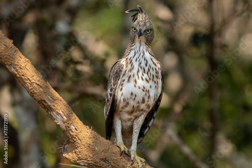 mutable hawk-eagle.(Nisaetus cirrhatus)