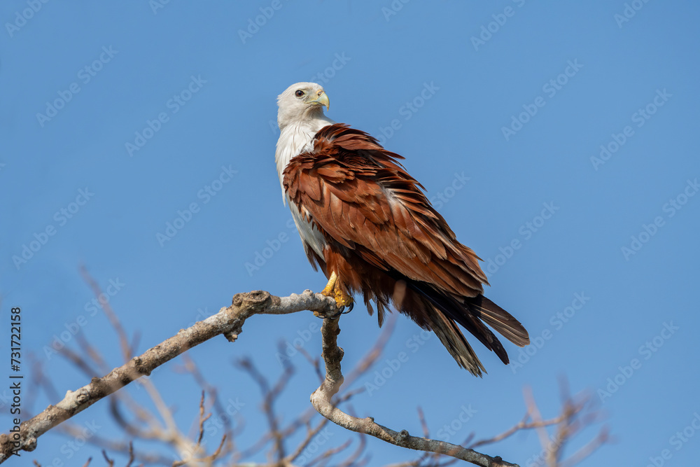 The African fish eagle or African sea eagle is a large species of eagle found in sub-Saharan Africa where there are large bodies of open water with abundant food sources.. The African fish eagle or African sea eagle is a large species of eagle found in sub-Saharan Africa where there are large bodies of open water with abundant food sources..