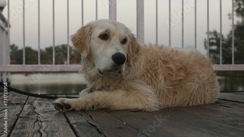 Closeup of a golden retriever lying on the dock and looking away.