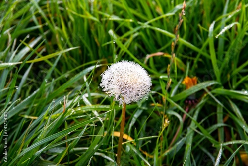 Close-up of a white dandelion covered with morning dew drops
