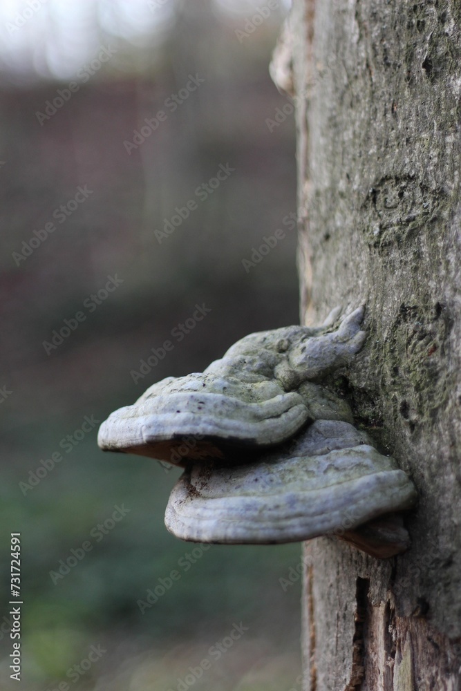 Closeup shot of false tinder fungus on a tree trunk. Fomes fomentarius.