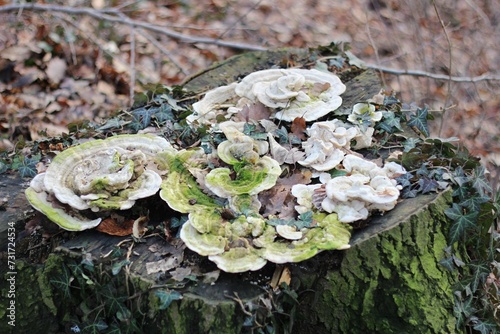 Stump with a bunch of polypores. photo