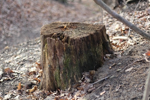 Cut tree stump sits in a clearing in a deciduous forest.