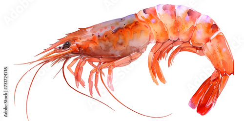 Shrimp in watercolor style isolated on white background