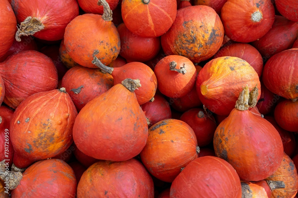 Closeup of freshly harvested red kuri squash under the sunlight Closeup of freshly harvested red kuri squash under the sunlight