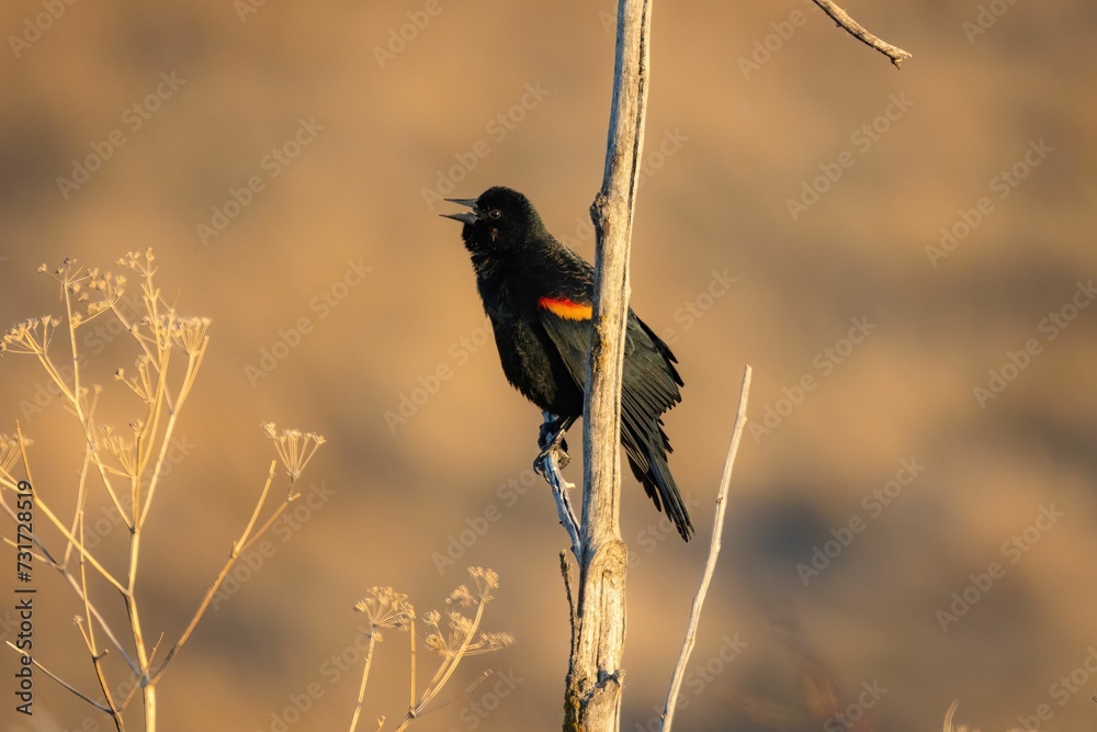Red-winged blackbird perched on a small tree branch with its beak wide open, ready to sing Red-winged blackbird perched on a small tree branch with its beak wide open, ready to sing