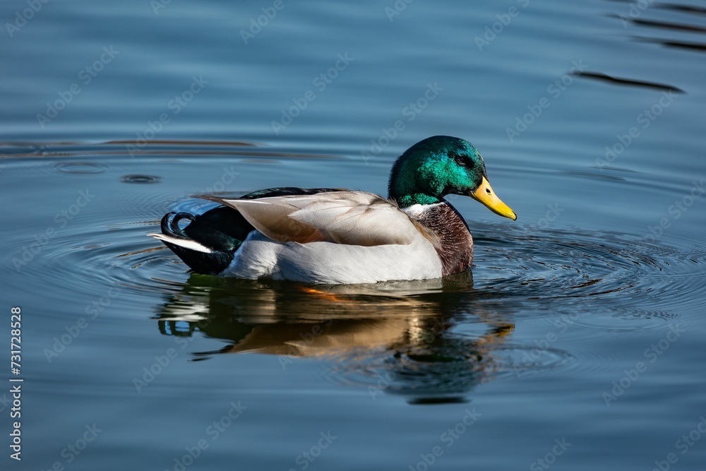 Domestic duck wading in a body of water, actively searching for food