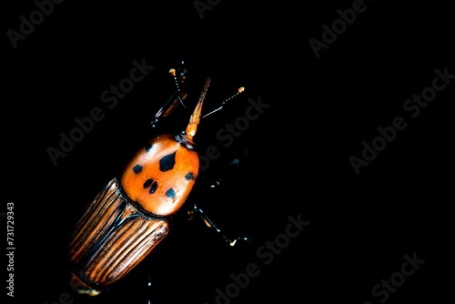 Closeup of a Rhynchophorus ferrugineus with a black background photo