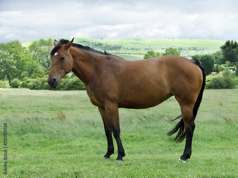 Beautiful brown horse stands in a lush green grassy field surrounded by tall trees
