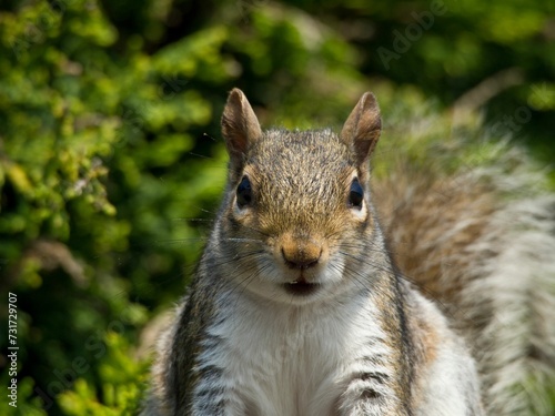 Adorable squirrel looking into the distance with a curious expression © Wirestock