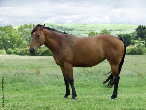 Beautiful brown horse stands in a lush green grassy field surrounded by tall trees © Wirestock